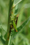 insect22