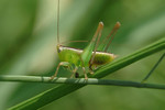 insect23
