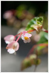 55/2.8 1:2 Macro 
sDSC06167