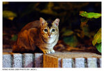 DSCF3618a