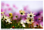 DSCF1139f