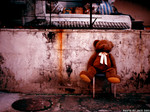���Y���J Mr. Bear
