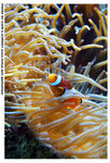 DSCF0230 copy