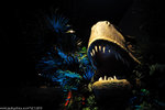 00DSC_5715