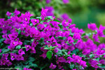 00DSC_9121