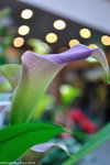 00DSC_0452