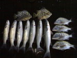 20060521144