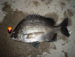 DSC00823A