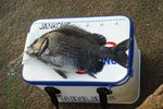 DSC00953a