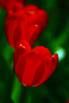 IMG_4499