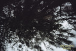 59380017
