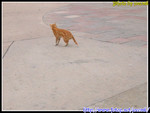 
�`�ۿ߫} Shy Cat