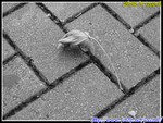 
�h�⪺�� Faded Leaf