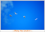 flying