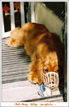 hot--dog--