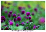 Purple Dots 2