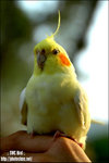 swcbird