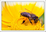 HK_KadoorieFarm_110304_MG_0206