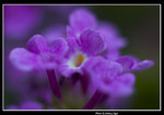 �p��(0205�C��)_2335