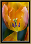 070318_FlowerShow_VictoriaPark_J7F3577