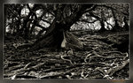 070603_LaiChiWor_J7F7180_web