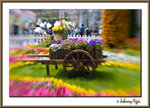 080315_FloraShow_J7F4376