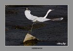 HK_NSW_081130_MG_6178