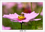 FlowShow_090317_J7F8048
