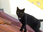 tn_catcat 002