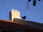 tn_catcat 004