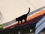tn_catcat 005
