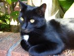 tn_catcat 006