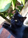 tn_catcat 007