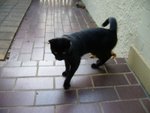 tn_catcat 009