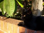 tn_catcat 010