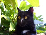 tn_catcat 016