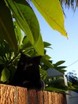 tn_catcat 018