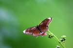 IMG_0309