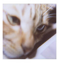 bubu polaroid 001