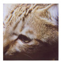 bubu polaroid 002