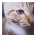 bubu polaroid 003