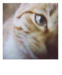 bubu polaroid 004