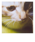 bubu polaroid 005