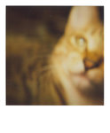 bubu polaroid 008