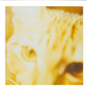 bubu polaroid 009