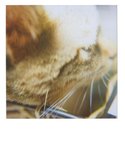bubu polaroid 012