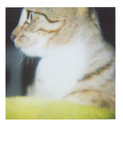 bubu polaroid 013
