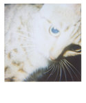 bubu polaroid 016