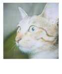 bubu polaroid 017