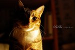 DSC_0266拷貝